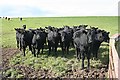 Aberdeen-Angus Cattle