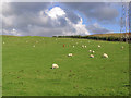 Pasture field at Terrona Farm