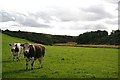 Cattle by the Craigston Burn