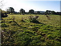 Field beside Marshwood Cross