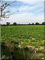 View west across sugar beet and wellie boot