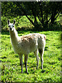 Llama (Lama glama)