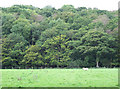 Grazing Land and Deciduous Woods, west of Pont Llanfair, Ceredigion