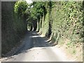 Tunnel of trees on South Green Lane