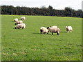 Where sheep may safely graze, Madden Road, Tandragee.