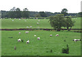 Sheep by the Afon Teifi, near Llanddewi-Brefi, Ceredigion