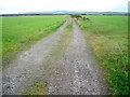 Track Towards Black Grain Plantation