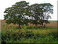 Trees in Ploughed Field below Ward Law