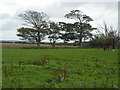 Trees at Blackshaw