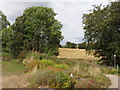 Barley field by Delgatie Castle