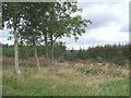 The Edge of the Forest by Sarn Helen, Ceredigion