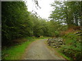 Track through Olwen Wood