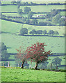 Teifi Valley Grazing, Ceredigion