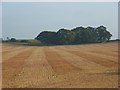 Stubble, Waltham St Lawrence