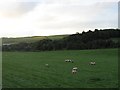 Sheep grazing, Bower