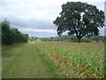 Oak tree near Donnington Hall