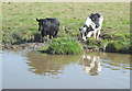 Cattle by the Macclesfield Canal, Cheshire