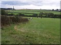 Cattle at Allisland