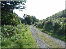 O0516 : Forestry road running alongside the Shankill River by JP