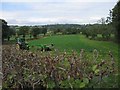 SJ2415 : Cutting grass for silage by Philip Ingram