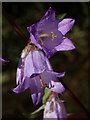 SY8695 : Nettle-leaved bellflower by Derek Harper