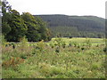 Tree planting at Lewenshope