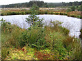 NY5383 : A bog pool in Kershope Forest by Walter Baxter