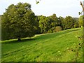 Pasture and woodland