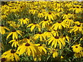 Rudbeckia at Picton Gardens