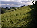 Field at Whiteland Head