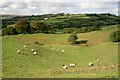 Pasture, Egton Banks