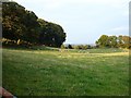 Upland pasture