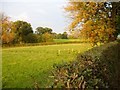 Pasture near Pwll-y-glo