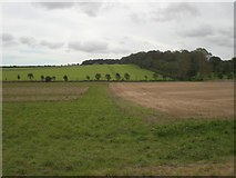 TF7335 : North east towards Hall Plantation by Nigel Jones