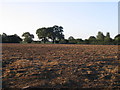 Bare field at Longford