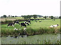 Dairy cows grazing and a family  of swans resting