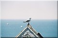 Gull on rooftop