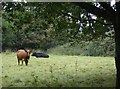 Cows at Luton Farm