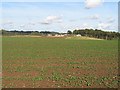NT8838 : Germinating crop, Crookham Westfield by Richard Webb