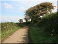 Windblown Trees