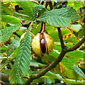 Conker (Horse chestnut), Dorcan Way, Swindon