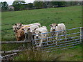 Young steer at Llidiardau Bach