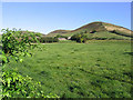 Pasture field near Ewes Hall