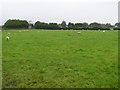 Curragh Townland