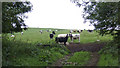 Dairy cattle on Crift Downs