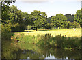 Evening grazing by the Macclesfield Canal, Cheshire