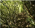 Path beside Burstwick Drain