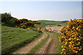 Barnhillies Moor