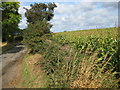 Hedge and tall crop