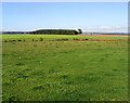 Agricultural land near West Scales Farm